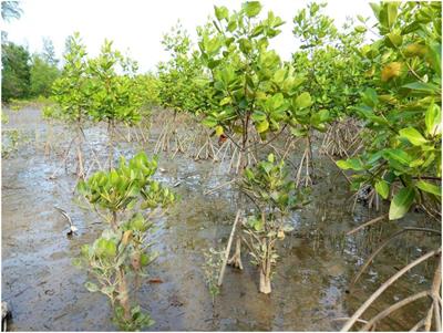 When nature needs a helping hand: Different levels of human intervention for mangrove (re-)establishment